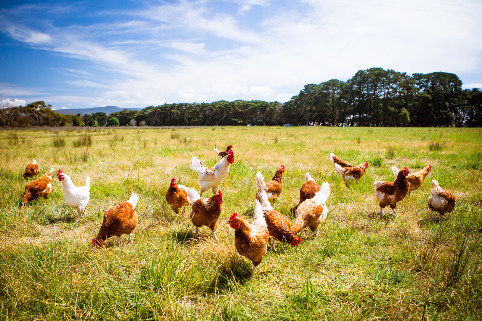 Chickens foraging outdoors