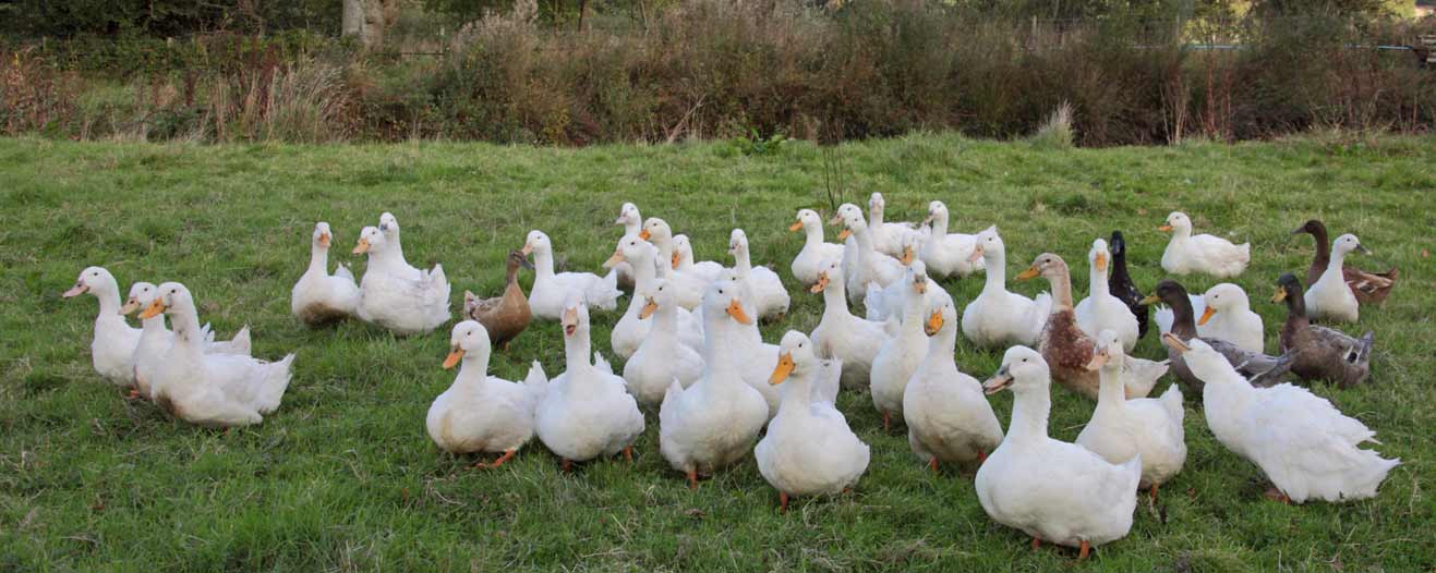 White domestic ducks on grass