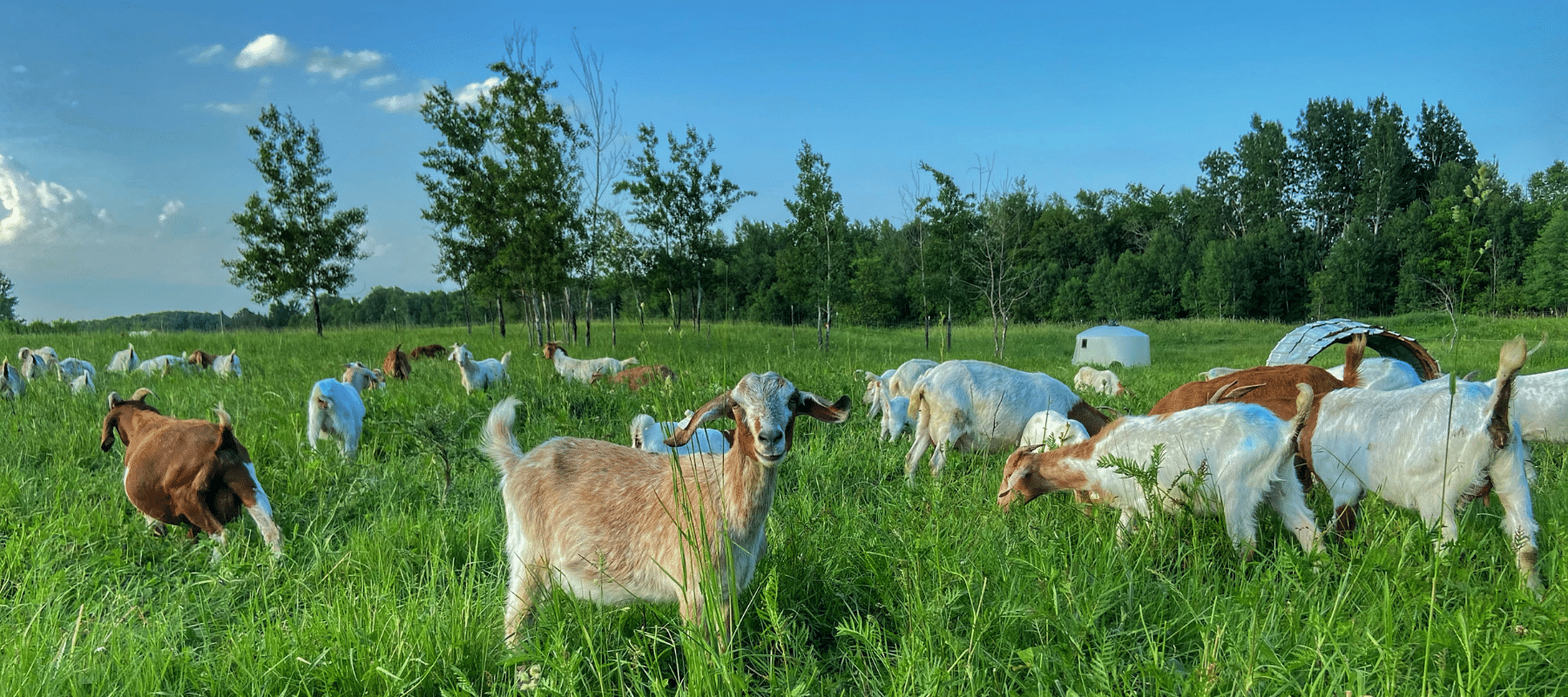 Goats grazing in an open pasture