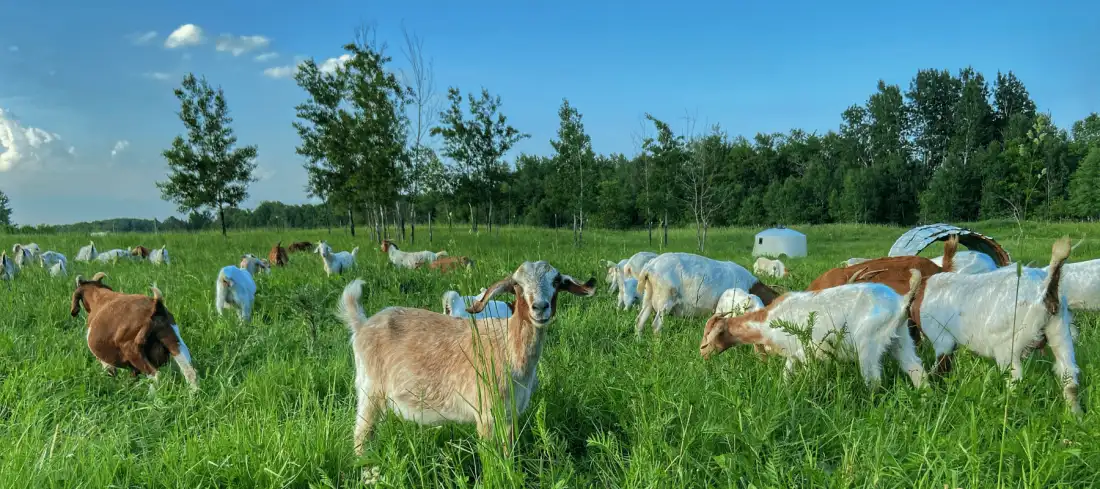 Goats grazing in an open pasture