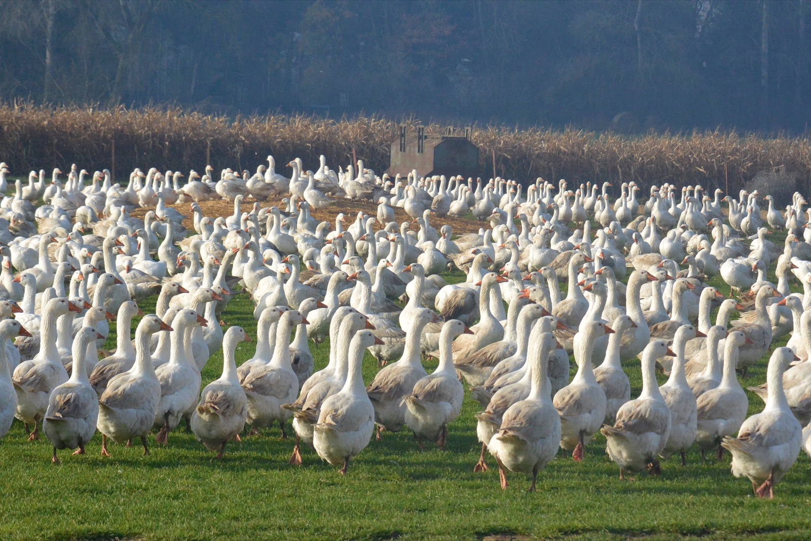 White domestic geese in a field