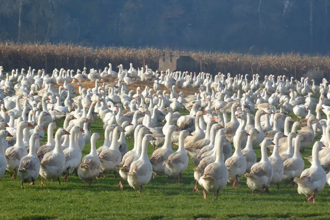 White domestic geese in a field