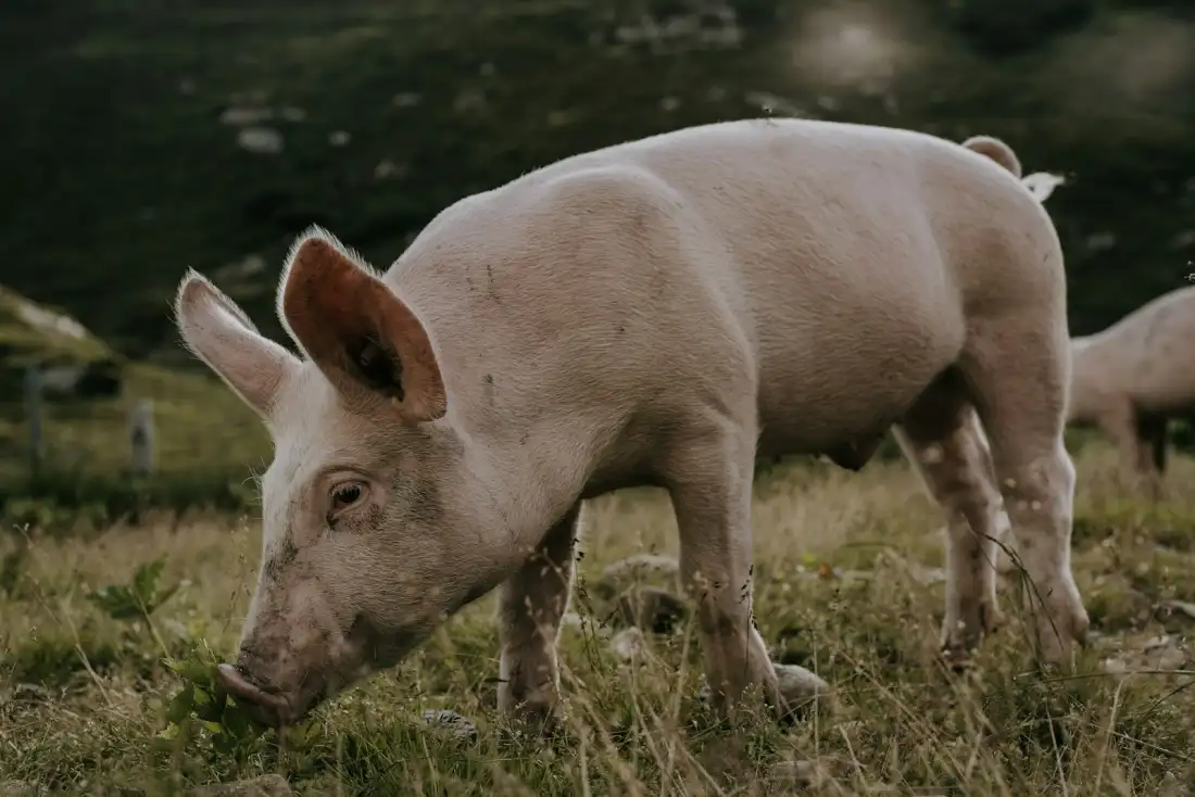 Pig standing in a green pasture
