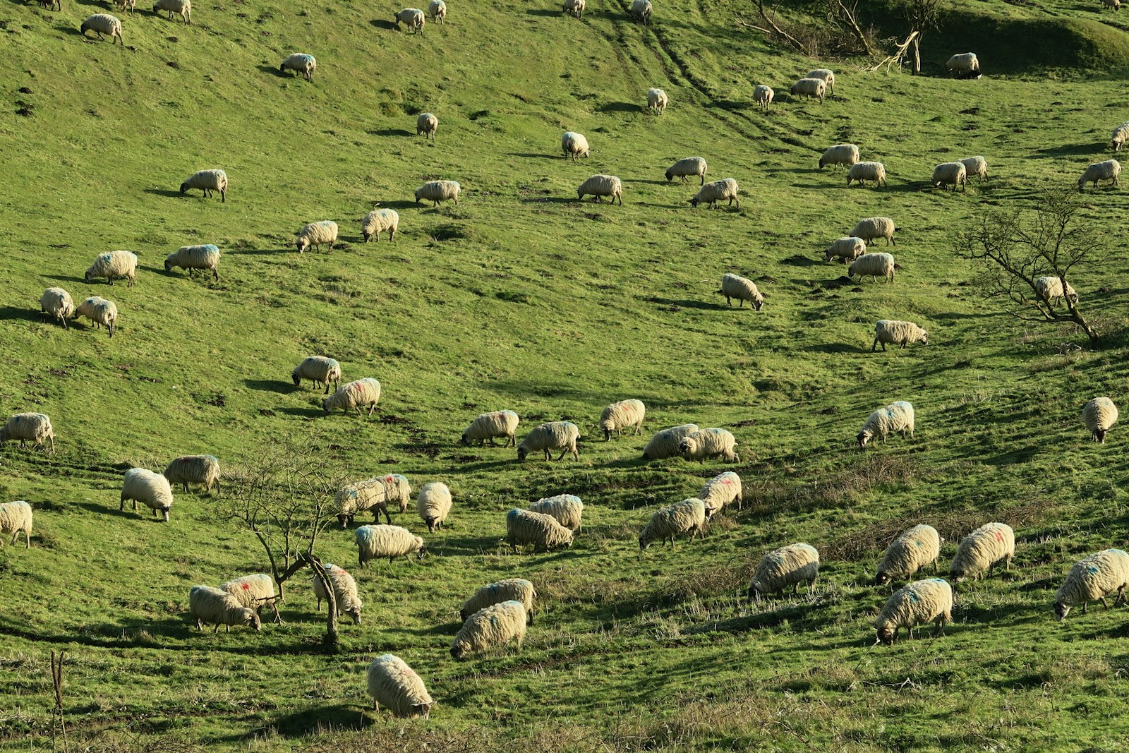 Sheep grazing on a green hillside