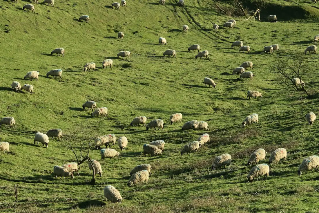 Sheep grazing on a green hillside